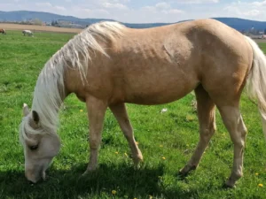 Hodina na statku: péče o koně i vyjížďka do přírody až pro dva, pro děti projížďka na poníkovi