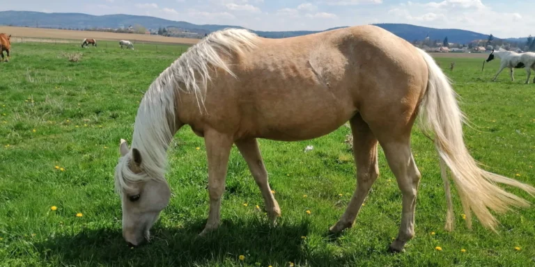 Hodina na statku: péče o koně i vyjížďka do přírody až pro dva, pro děti projížďka na poníkovi