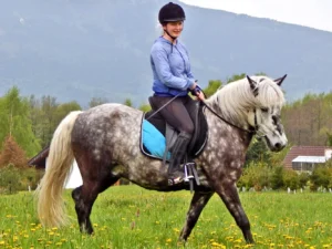 3 hodiny na ranči: péče o koně a poníky a vyjížďka na poníkovi do přírody