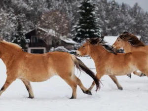 Jízda na fjordském koni v přírodě a krátký výklad pro začátečníky i pokročilé
