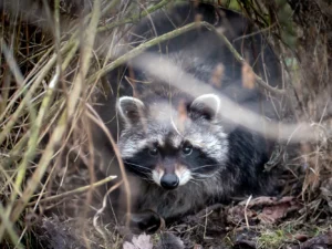 Zvířátka od ar po zubry: vstupné do zoologické zahrady v Táboře