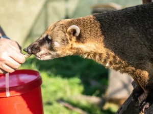 Staňte se ošetřovatelem v ZOO Tábor: 5hodinový zážitek pro milovníky zvířat