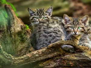 Víkendový kurz fotografování v NP Bavorský les: krásná krajina a divoká zvířata