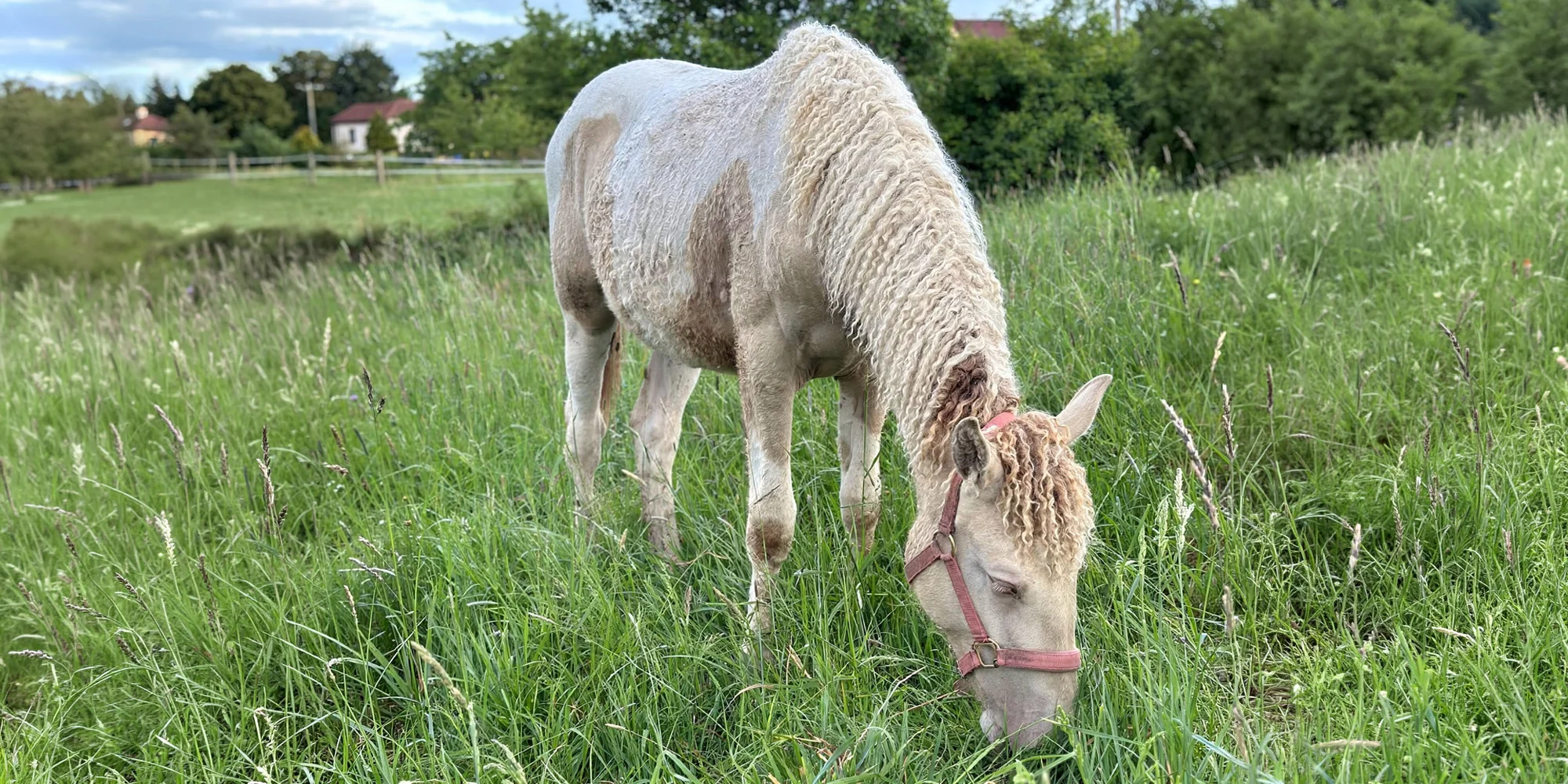 Kudrnatí koně zblízka: projížďka do přírody, lekce western jízdy i péče o koně