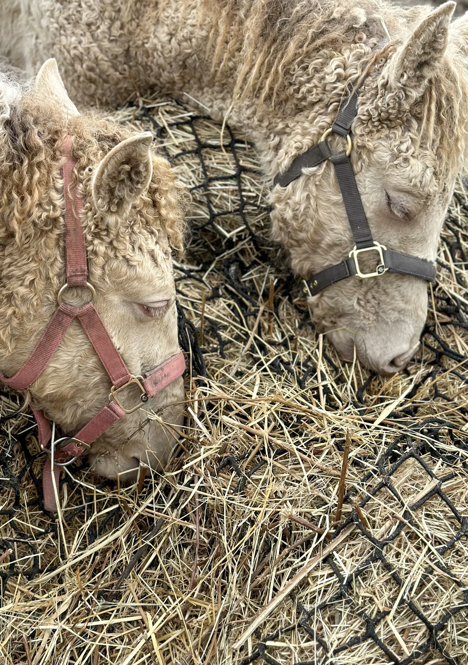 Kudrnatí koně zblízka: projížďka do přírody, lekce western jízdy i péče o koně - Obrázek 2